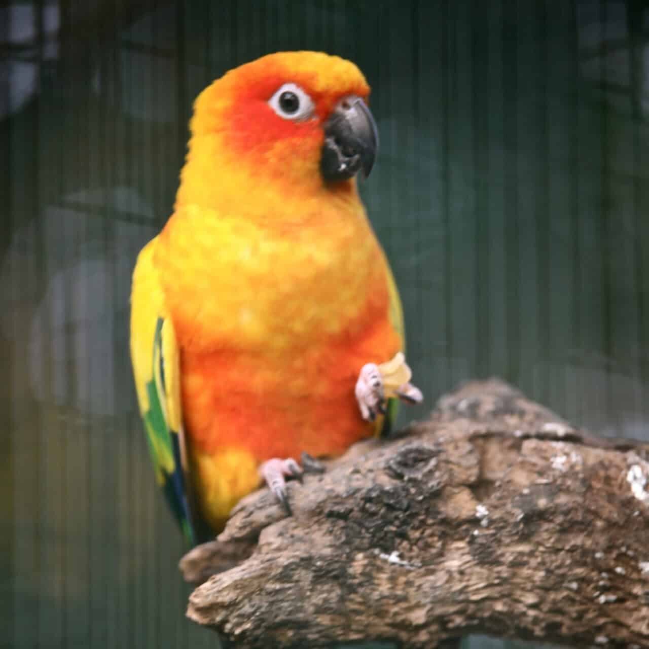 Conuro del Sole con piumaggio giallo, arancione, verde e blu appollaiato su un ramo.